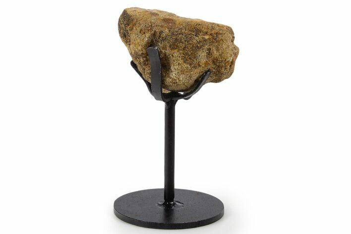 Fossil Hadrosaur Vertebra Section w/ Metal Stand - South Dakota #339894